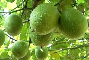 「最便宜抗癌王」找到了！每天只要喝一次，輕鬆解毒還能清肺化痰！你一定不知道