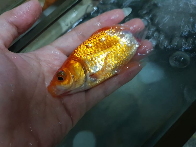 金魚生病「只剩半截」尾巴消失！主人「幫擦藥半年」竟神復原：還好沒放棄
