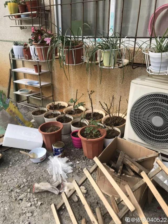 種花比滑手機有趣！夫妻將小菜園「改造成夢幻花圃」　撿回收化廢為寶「成人間仙境」：這老公哪裡找
