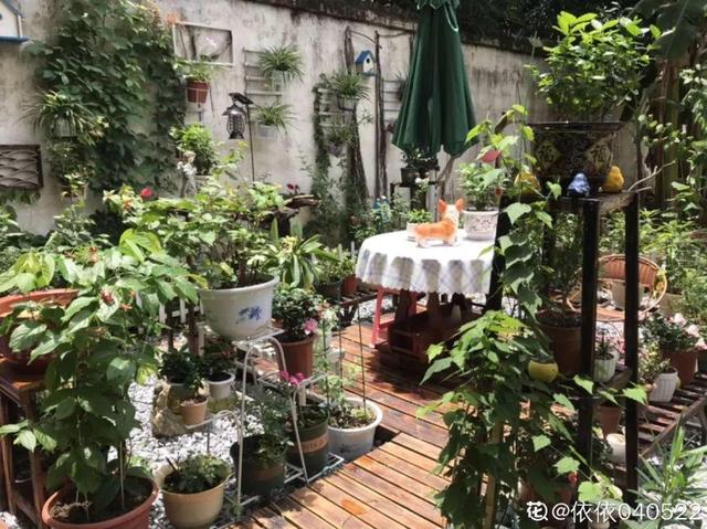 種花比滑手機有趣！夫妻將小菜園「改造成夢幻花圃」　撿回收化廢為寶「成人間仙境」：這老公哪裡找