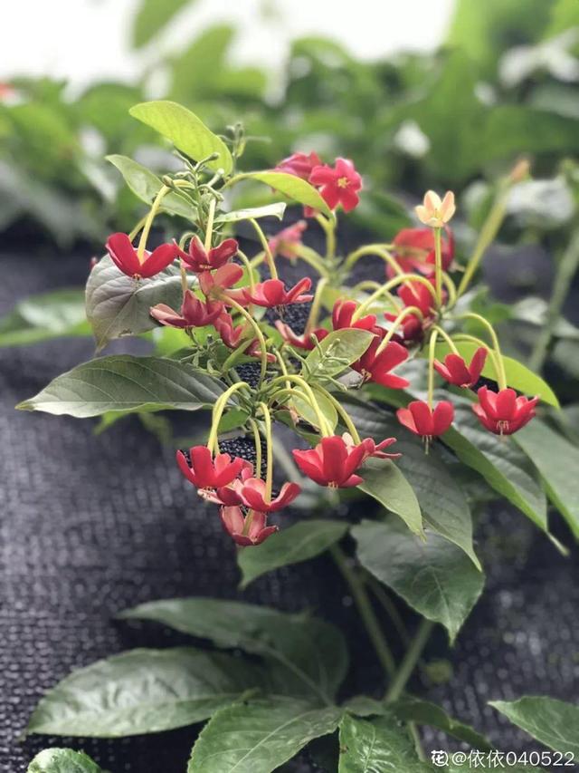 種花比滑手機有趣！夫妻將小菜園「改造成夢幻花圃」　撿回收化廢為寶「成人間仙境」：這老公哪裡找