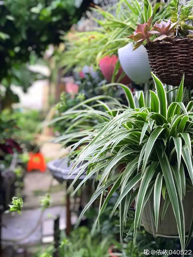 種花比滑手機有趣！夫妻將小菜園「改造成夢幻花圃」　撿回收化廢為寶「成人間仙境」：這老公哪裡找