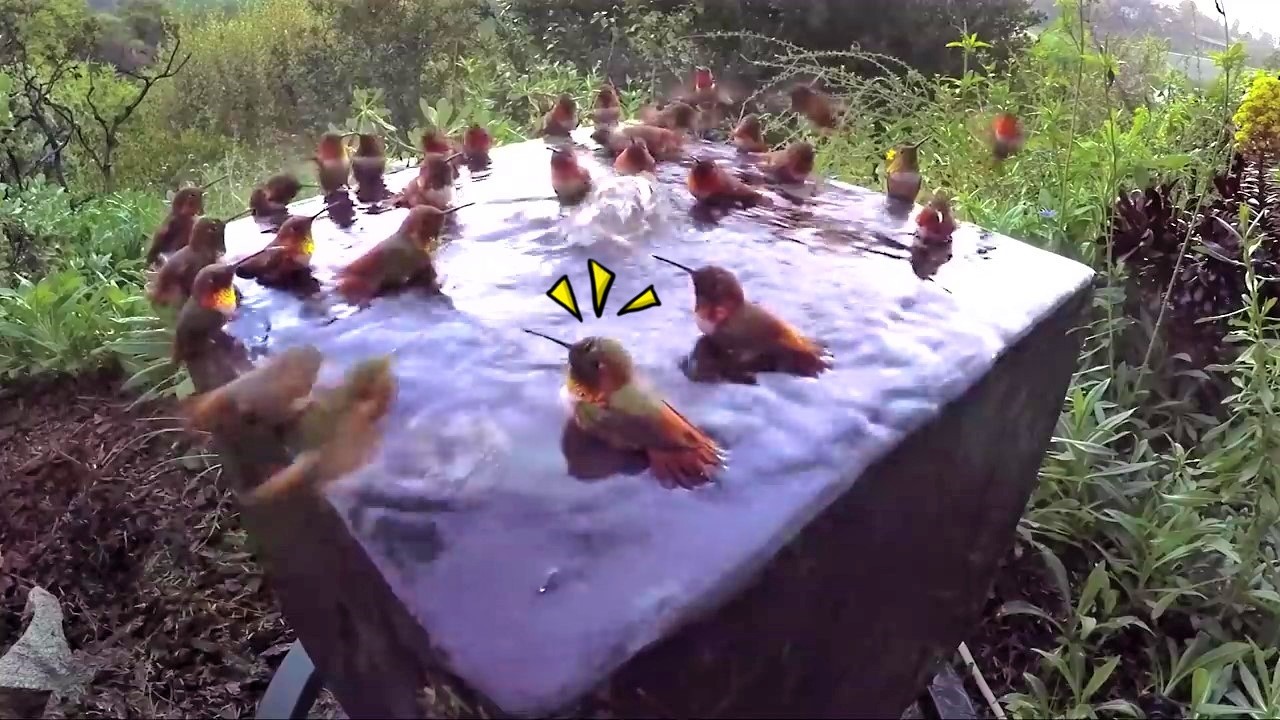 迷你蜂鳥愛上「專屬小噴泉」泡涼涼～超強號召力「5分鐘聚N隻」：來開趴囉！