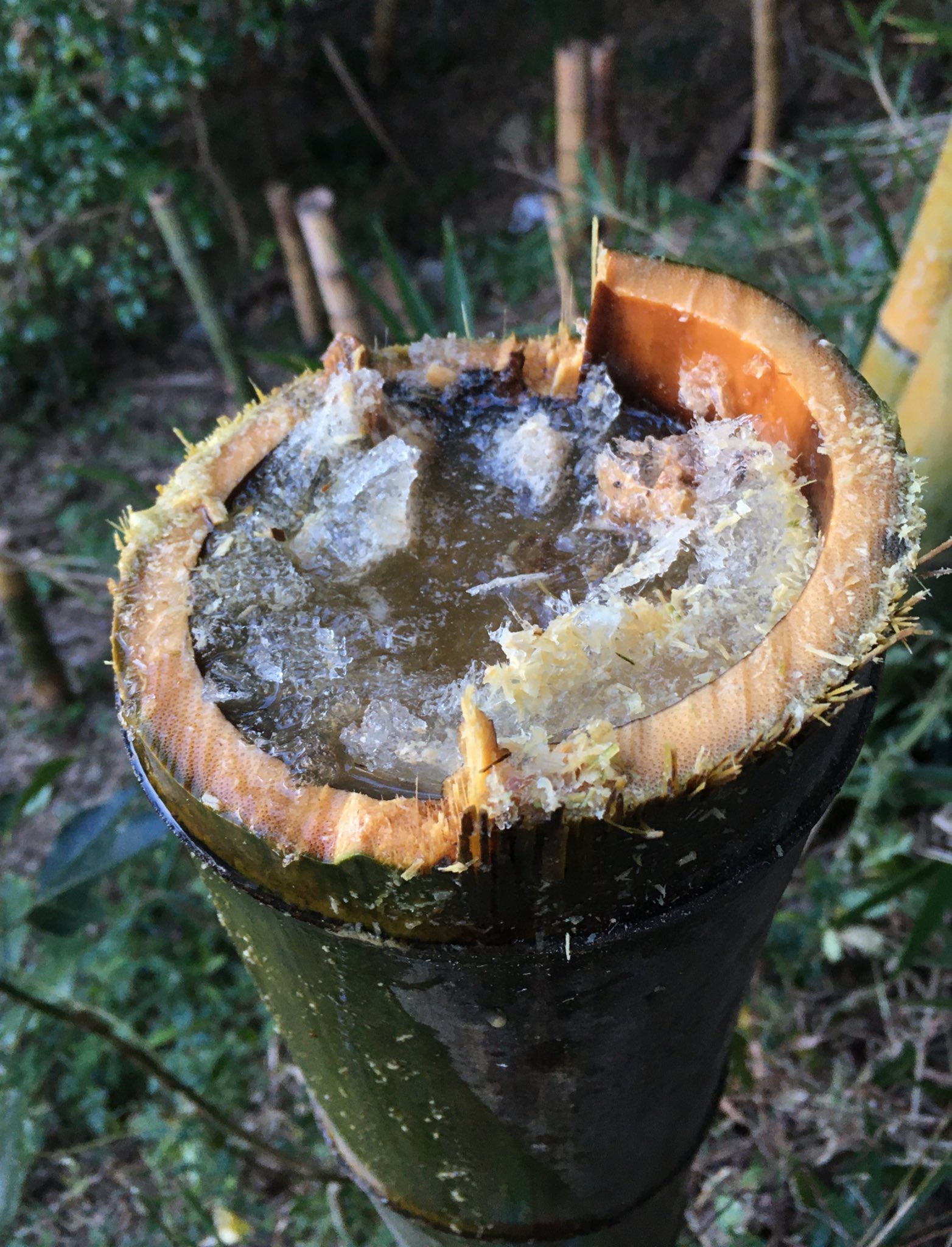 大自然的禮物！砍斷後院竹子「聞到一陣香醇酒味」　竹筒內「盛滿純天然甜酒冰沙」：超罕見現象