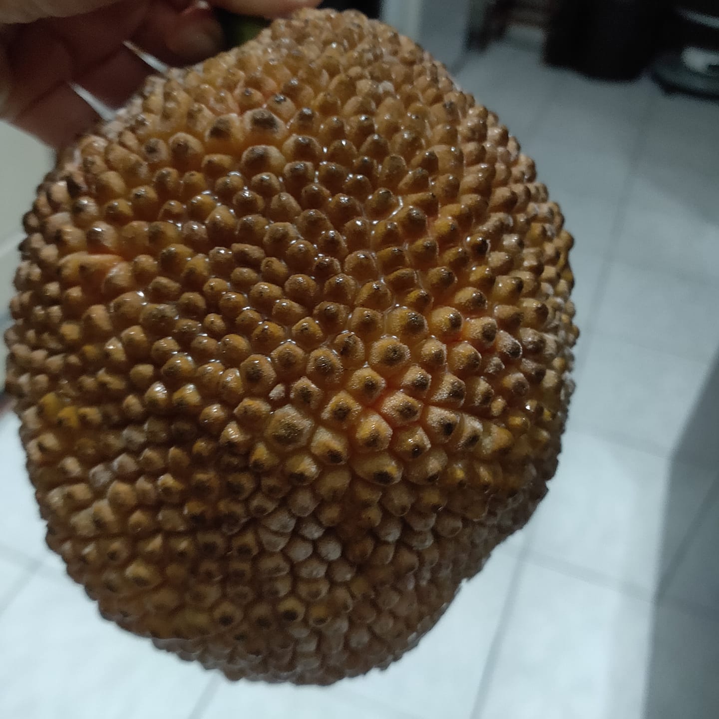 不是波羅蜜！她曬出「朋友送詭異果實」愣問：要怎麼吃　內行老饕喊「是花蓮人的回憶」：煮湯超營養