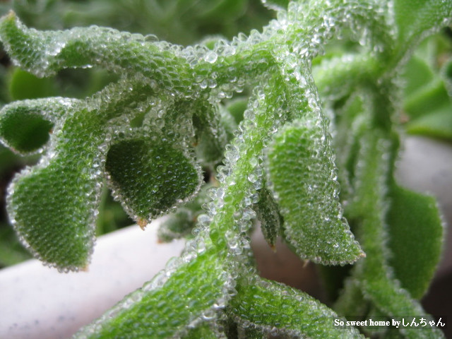 收到詭異結晶蔬菜！都市俗「傻問怎麼料理」老饕一看驚呼超美味　再揭「4大超神功效」：最頂級養生食材