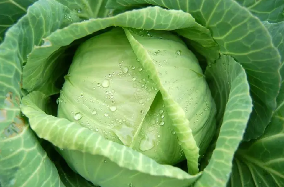 炎症是癌的催化劑！5種「促炎食物」要忌口　6類抗炎食物要多吃：學會「抗炎」