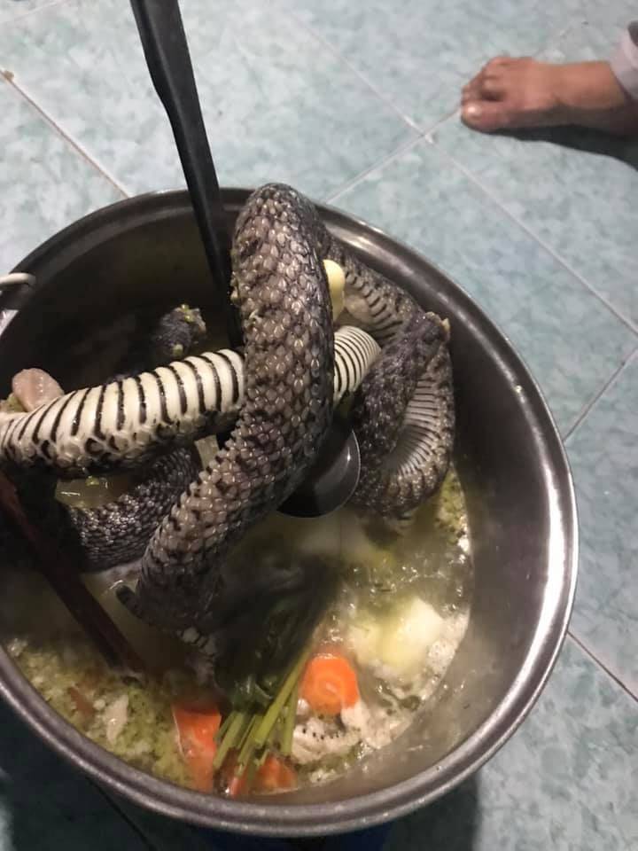 大蛇闖入宿舍！同寢學生「月底沒錢吃飯」直接抓蛇煮湯吃　掀開鍋蓋「網友全看傻」：不用剝皮嗎